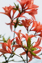 Azalea, Rhododendron Koster's Brilliant Red, Detail of peach coloured flowers growing on the plant outdoor.