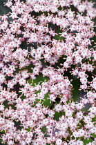 Elder, Black Elder, Sambucus nigra 'Eva', Mass of tiny pink flowers growing outdoor.