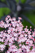 Elder, Black Elder, Sambucus nigra 'Eva', Mass of tiny pink flowers growing outdoor.