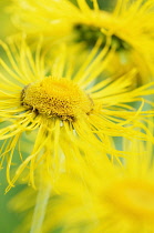 Inula, Inula hookeri, Detail of bright yellow coloured spikey flowers growing outdoor.