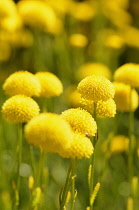 Cotton lavender, Santolina, Santolina chamaecyparissus, Bright yellow coloured globe shaped flowers growing outdoor.-