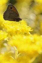 Angleina stonecrop, Sedum rupestre 'Angelina', Meadow brown butterfly on the bright yellow coloured flower.-