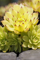 Houseleek, Sempervivum, Detail of yellow coloured plant showing pattern.-