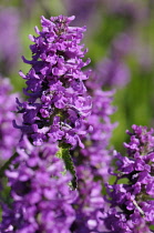 Betony,  Stachys officinalis 'Hummelo', Purple colour coloured flowers growing outdoor.-