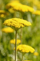 Yarrow, Achillea 'Coronation Gold', Yellow coloured fllower growing outdoor.-