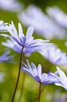 Anemone, Anemona blanda, Side view of mauve coloured flowers growing outdoor.-