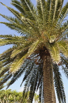 Palm, Date Palm, Phoenix canariensis, Detail of tree against clear blue sky.-