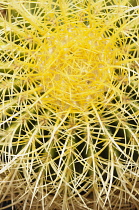 Cactus, Golden Barrel Cactus, Echinocactus grusonii, Aerial view of spiky plant showing mass of needles.-