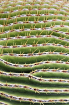 Cactus, Golden Barrel Cactus, Echinocactus grusonii, Detail of spiky plant showing mass of needles.-
