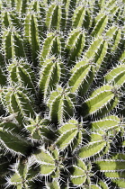 Euphorbia echinus, Mass of green spiky plants growing outdoor.-