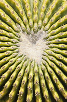 Cactus, Golden Barrel Catus, Echinocactus Grusonii var. Subinermis, Aerial view showing pattern of the spiky needles.-