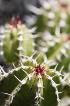 Euphorbia echinus, Detail showing the pattern of spiky needles.-