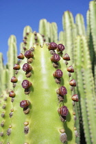 Candelabra tree, Euphorbia candelabrum, Side view showing pattern against a blue sky.-