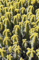 Euphorbia polyacantha, Mass of spiky plants growing outdoor.-