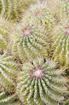Cactus, Barrel cactus, Erocactus echidne, Detail showing pattern of spiky needles.-
