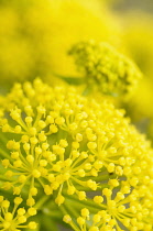 Giant Canary Fennel, Ferula linkii, Close up detail of yellow flower.-