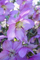 Hellebore, Helleborus, Detail of mauve coloured flowers growing outdoor.-