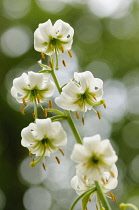 Lily, Lily Martagon, Lilium hansonii, Side view of white flowers growing outdoor.-