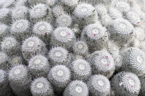 Cactus, Pincushion Cactus, Mammillaria bombycina, Aerial view of spiky plants.-