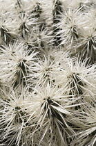 Cactus, Tunicata Cactus, Opuntia tunicata, Detail showing pattern of spiky needles.-