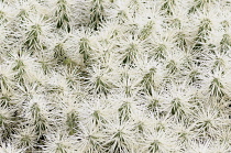 Cactus, Tunicata Cactus, Opuntia tunicata, Detail showing pattern of spiky needles.-