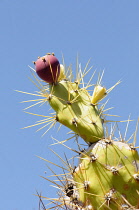 Cactus, Prickly Pear Cactus, Opuntia cochenillifera, Detail of spiky plant against blue sky.-
