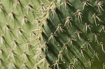 Cactus, Coastal Prickly Pear Cactus, Opuntia littoralis, Detail showing pattern of spiky needles.-