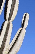 Cactus, Mexican Giant Cardon, Pachycereus pringlei, Details of spiky plant against blue sky.-