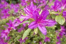 Azalea, Azalea Japonica Madame Van Hecke, Pink flowers growing outdoor.-