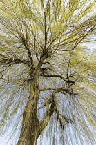 Willow, Weeping Willow, Salix babylonica, Looking up through pattern of branches on the tree.-