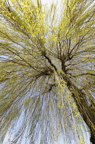 Willow, Weeping Willow, Salix babylonica, Looking up through pattern of branches on the tree.-