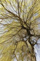 Willow, Weeping Willow, Salix babylonica, Looking up through pattern of branches on the tree.-