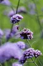 Verbena, Verbena hybrida, Purple coloured flowers growing outdoor.-