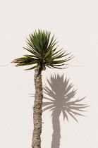 Yucca, Yucca Elephantipes, Single plant growing outdoor against a wall.-