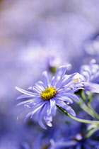 Daisy, Michaelmas Daisy, Aster x frikarti 'Monch', Side view of mauve coloured flower growing outdoor.