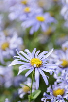 Daisy, Michaelmas Daisy, Aster x frikarti 'Monch', Side view of mauve coloured flower growing outdoor.