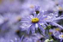 Daisy, Michaelmas Daisy, Aster x frikarti 'Monch', Side view of mauve coloured flower growing outdoor.