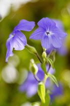 Saphire flower, Browallia speciosa 'Jingle bells', Side view of mauve coloured flower growing outdoor.