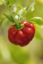 Chilli, Thai Pumpkin chilli, Capsicum annum, Red coloured capsicum growing on the plant.-