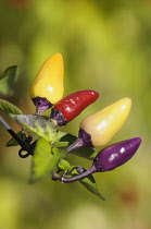 Chilli, Fairy Lights Chilli, Capsicum annum, multi coloured chillies growing on the plant.-