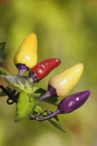 Chilli, Fairy Lights Chilli, Capsicum annum, multi coloured chillies growing on the plant.-