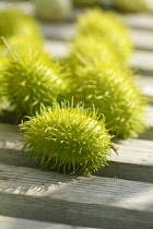 Cucumber, Wild Cucumber, Cucumis africanus, Spiky green vegetables on wooden slats.-