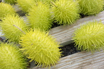 Cucumber, Wild Cucumber, Cucumis africanus, Spiky green vegetables on wooden slats.-