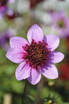 Dahlia, Dahlia 'Blue Bayou', Front view of single pink coloured flower growing outdoor.