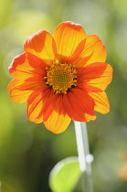 Mexican Sunflower, Tithonia diversifolia, Front view of single orange coloured flower growing outdoor.-