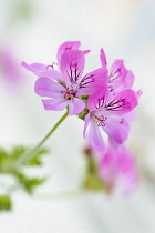 Pelargonium, Pelargonium 'Pink Capricorn', Side view of pink coloured flowers growing outdoor.-