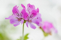 Pelargonium, Pelargonium 'Pink Capricorn', Side view of pink coloured flowers growing outdoor.----