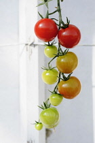 Tomato, Lycopersicon esculentum 'Sweet Petit', Tomatoes at various stages of ripeness growing on the vine.