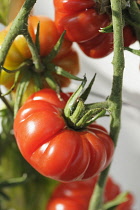 Tomato. Lycopersicon esculentum 'Belriccio', Bulbous red coloured tomatoes growing on the vine.