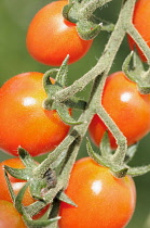 Tomato. Lycopersicon esculentum 'Cupido', Red coloured tomatoes growing on the vine.